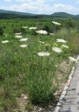 Daucus carota. Цветущее растение. Крым, Белогорский р-н, окр. с. Земляничное, у дороги. 23 июня 2013 г.