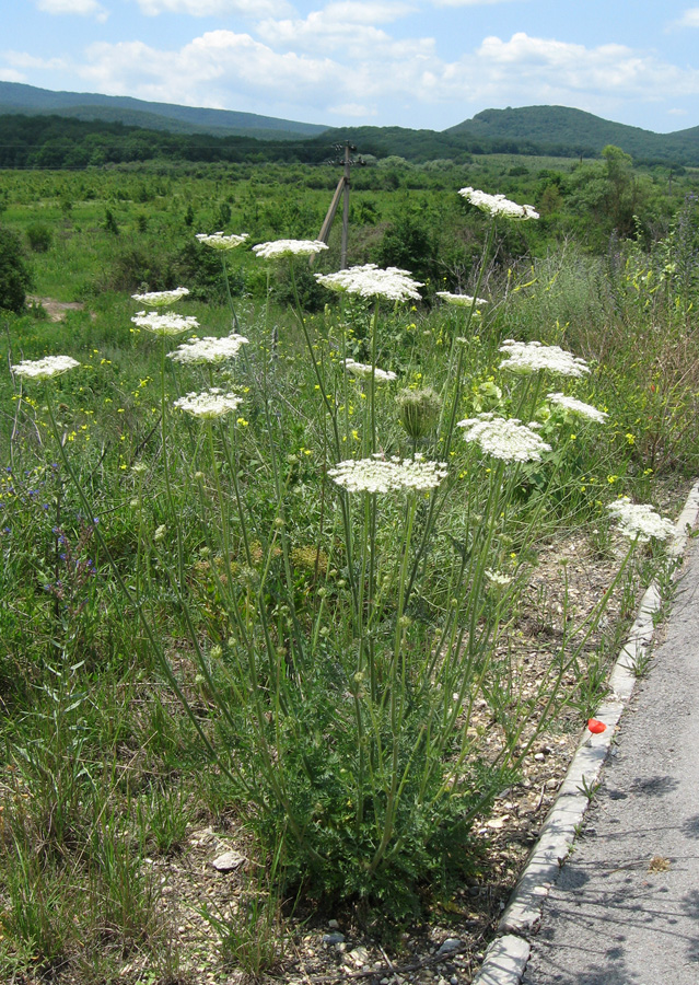 Изображение особи Daucus carota.