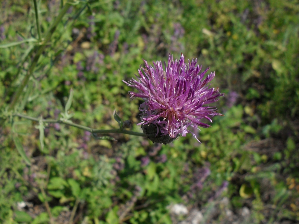 Изображение особи Centaurea pseudocoriacea.