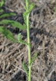 род Achillea