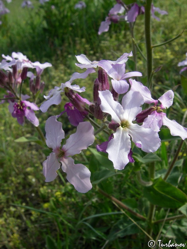 Image of Hesperis steveniana specimen.