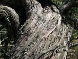 Juniperus deltoides. Часть ствола. Краснодарский край, м.о. город-курорт Анапа, окр. пос. М. Утриш, прибрежный склон горы, фисташково-можжевеловое редколесье. 28.07.2013.