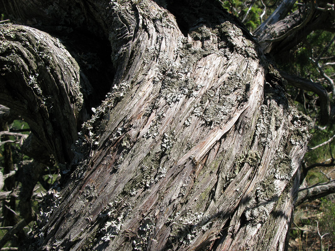 Image of Juniperus deltoides specimen.