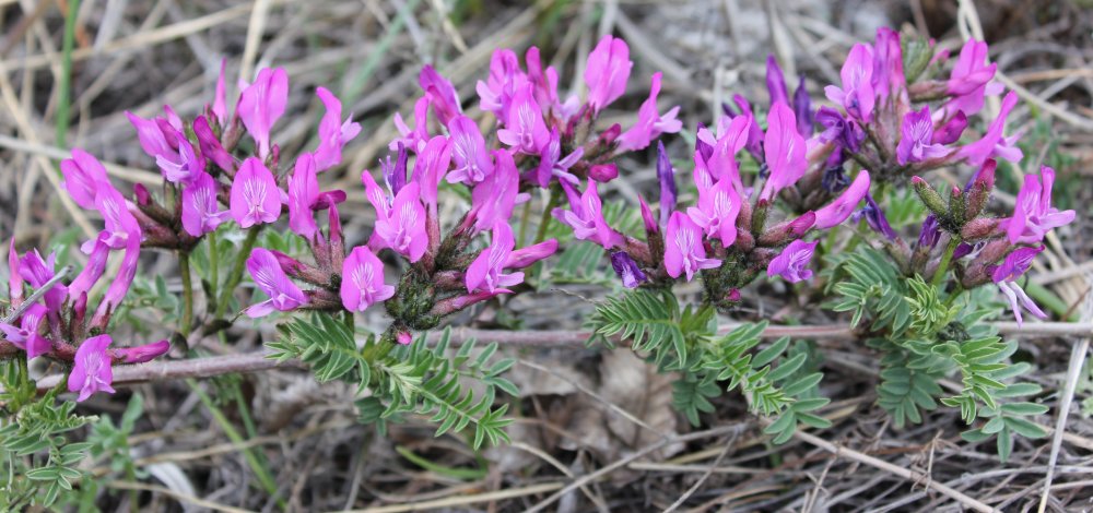 Изображение особи Astragalus suffruticosus.