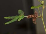 Mimosa pudica. Часть побега с соплодием. Израиль, Шарон, г. Тель-Авив, ботанический сад университета. 20.12.2012.
