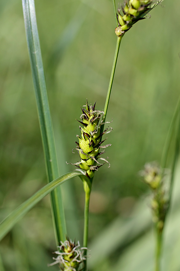 Изображение особи Carex melanostachya.