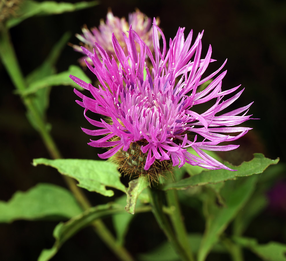 Image of Centaurea phrygia specimen.