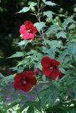Hibiscus &times; hybridus