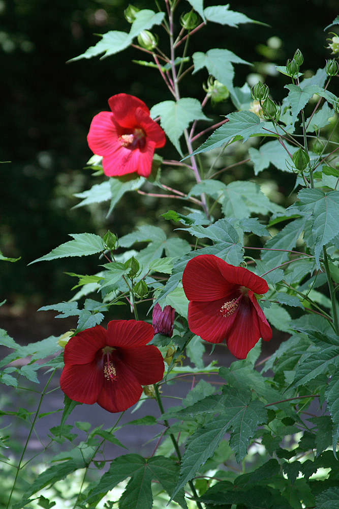 Изображение особи Hibiscus × hybridus.