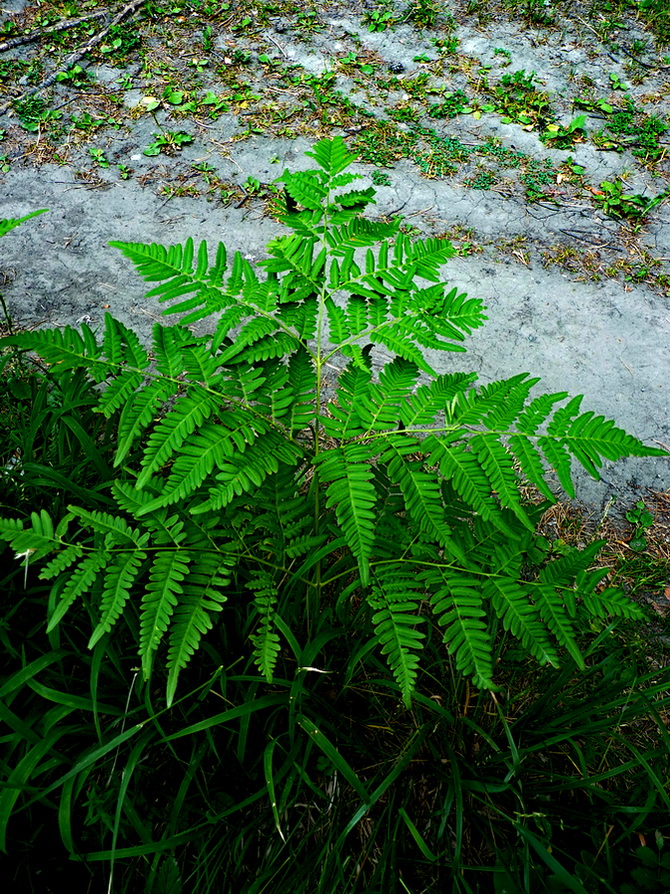 Изображение особи Pteridium pinetorum.