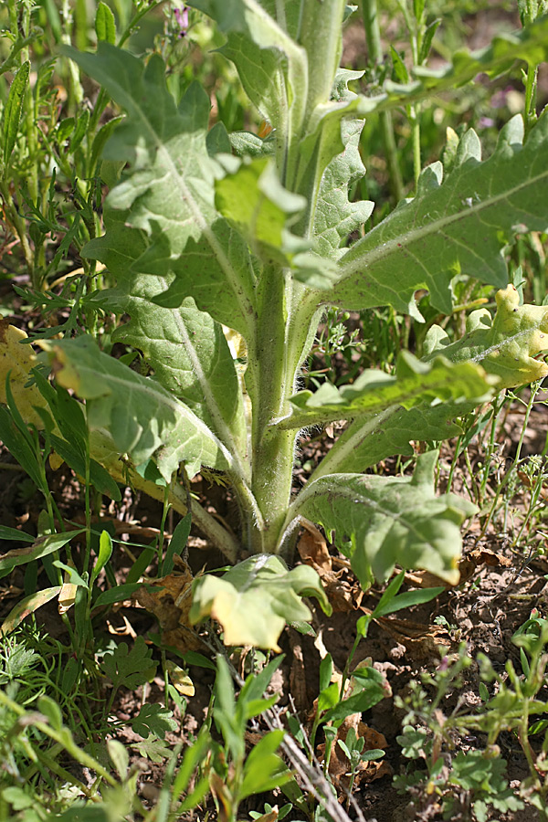 Изображение особи Hyoscyamus niger.