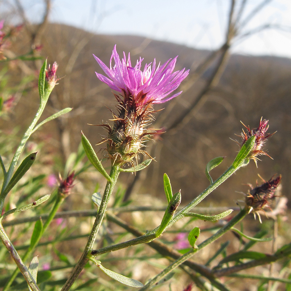 Image of Centaurea diffusa specimen.