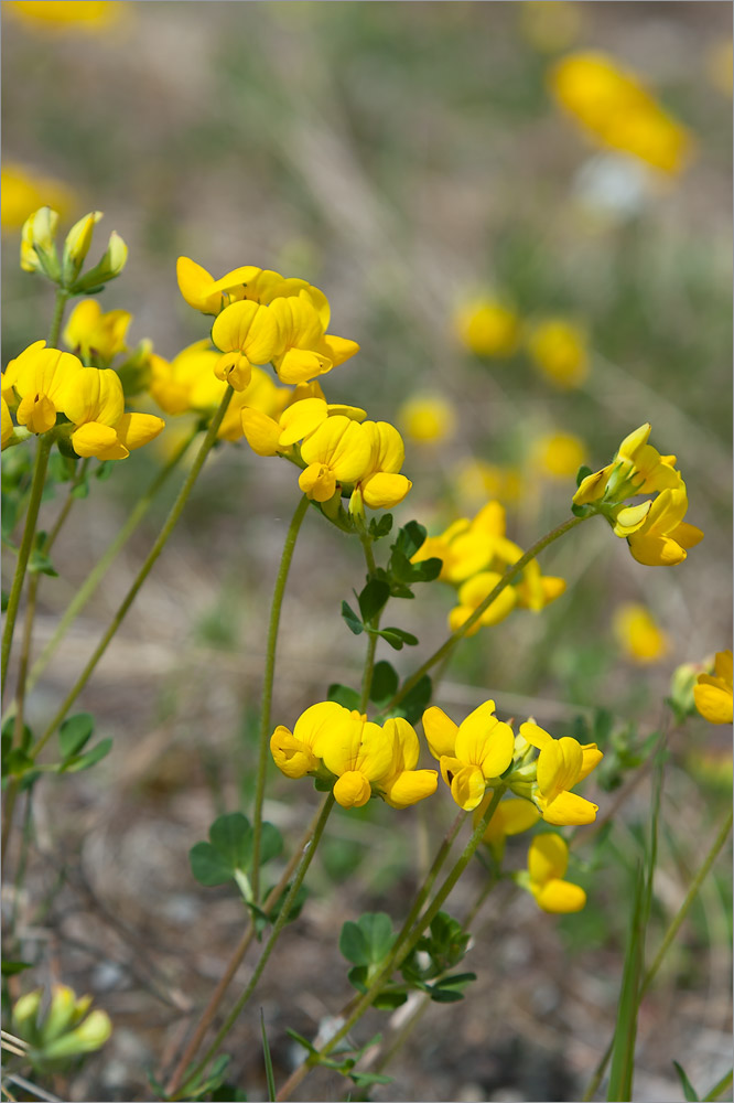 Image of Lotus corniculatus specimen.