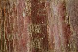 Thuja plicata. Кора в средней части ствола взрослого дерева. Германия, г. Дюссельдорф, Ботанический сад университета. 14.08.2013.