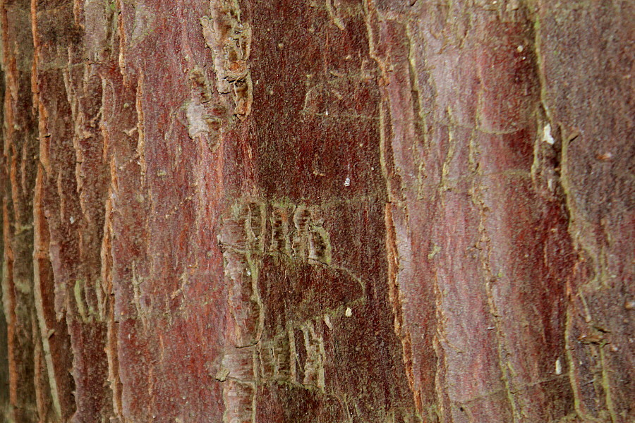 Image of Thuja plicata specimen.