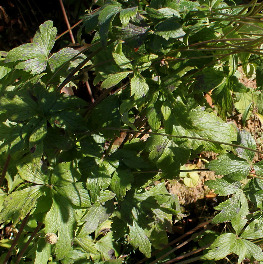 Изображение особи Anemone cylindrica.