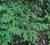 Amorphophallus excentricus