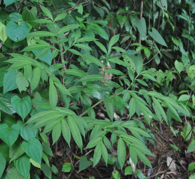 Изображение особи Amorphophallus excentricus.