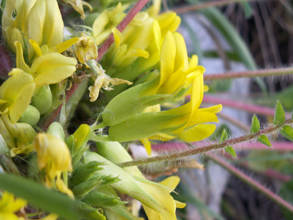 Изображение особи Astragalus merkensis.