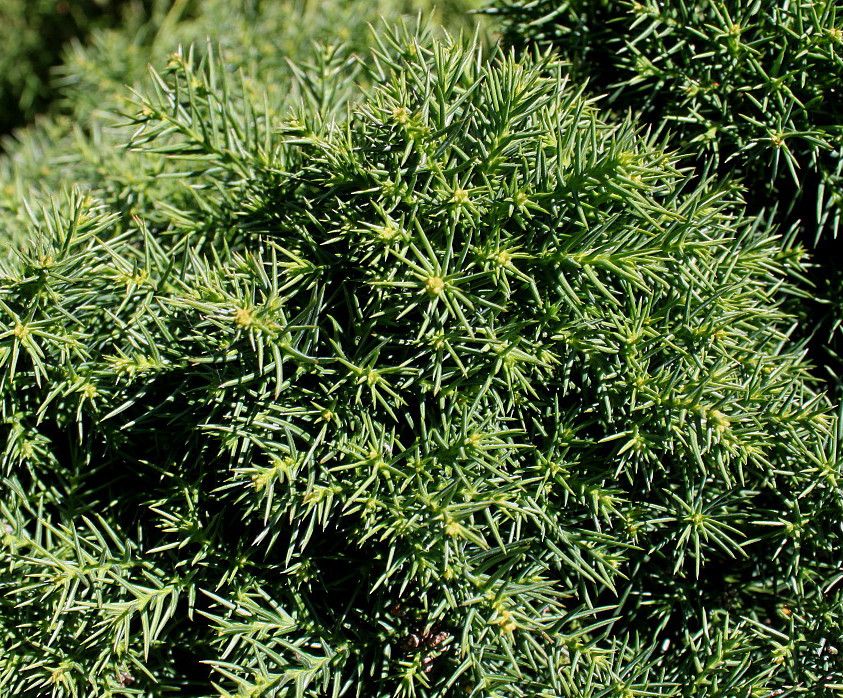 Изображение особи Cryptomeria japonica.