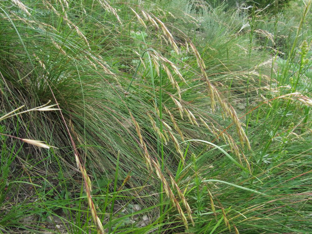 Image of Helictotrichon desertorum specimen.