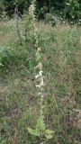 Campanula alliariifolia. Цветущее растение. Адыгея, хребет Уна-Коз. 13.08.2008.