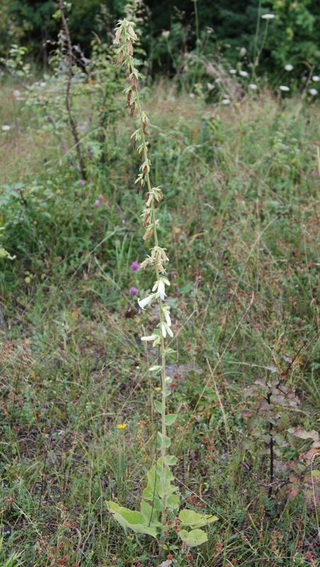 Image of Campanula alliariifolia specimen.