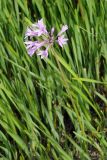 Tulbaghia violacea