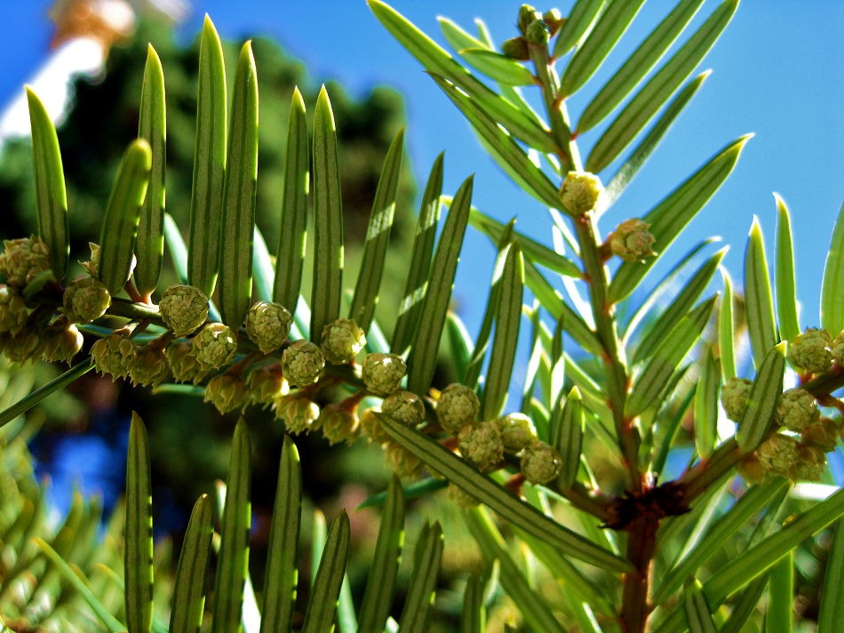 Image of Taxus sumatrana specimen.