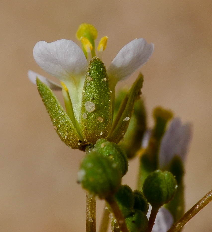 Image of Savignya parviflora specimen.