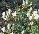 Astragalus macroceras