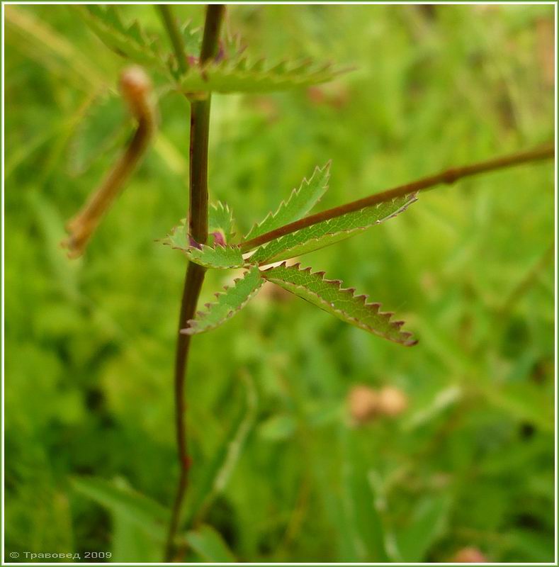 Изображение особи Sanguisorba officinalis.