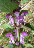 Lamium maculatum. Соцветия. Ярославская область, пос. Красные Ткачи. 10 мая 2014 г.