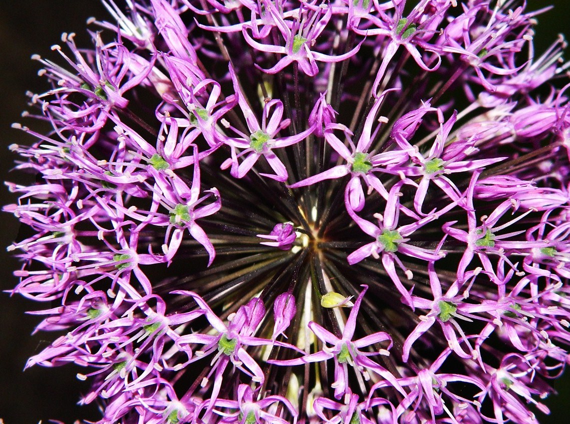 Image of genus Allium specimen.