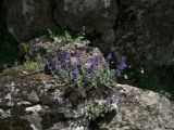 Nepeta mussinii