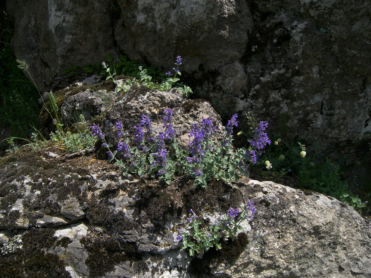 Image of Nepeta mussinii specimen.