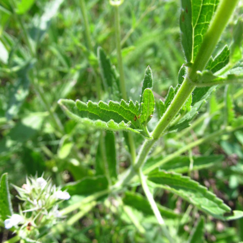 Image of Nepeta parviflora specimen.