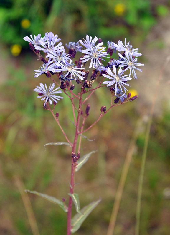 Изображение особи Lactuca sibirica.