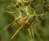 Centaurea salonitana