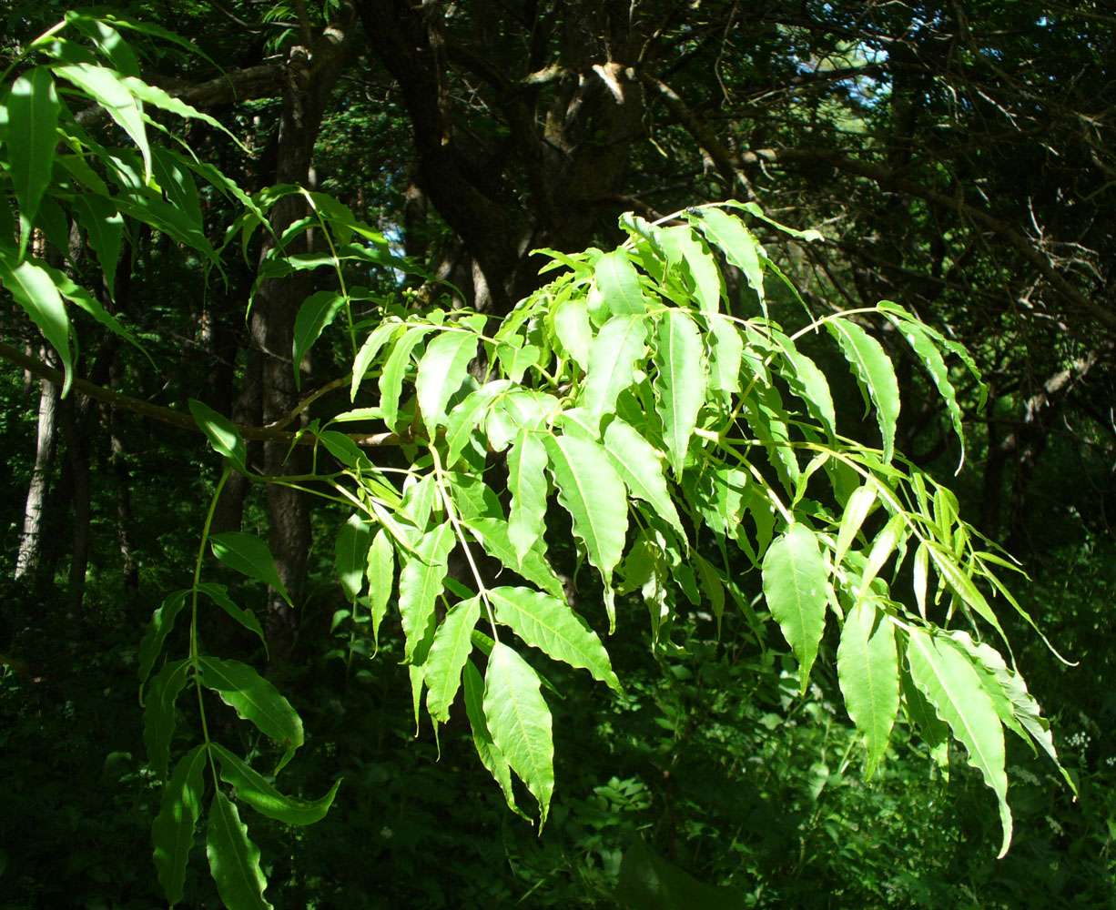 Изображение особи Phellodendron amurense.