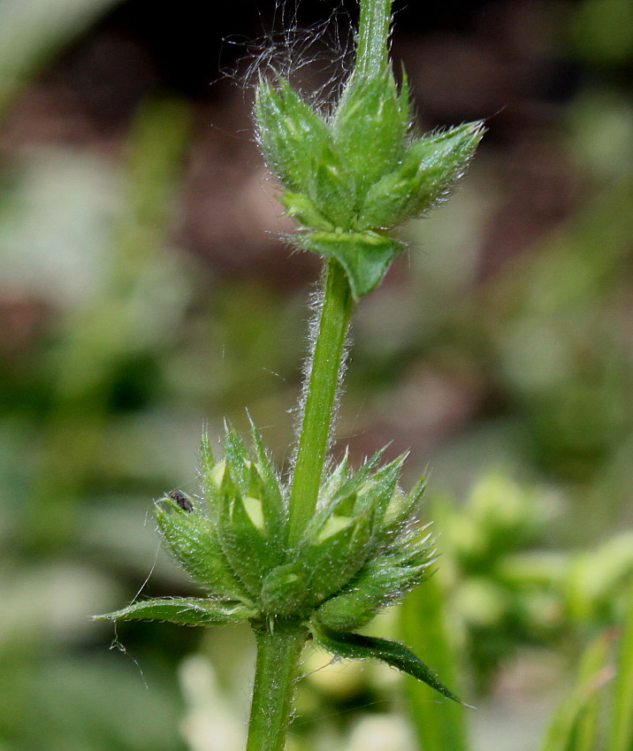 Изображение особи Stachys recta.