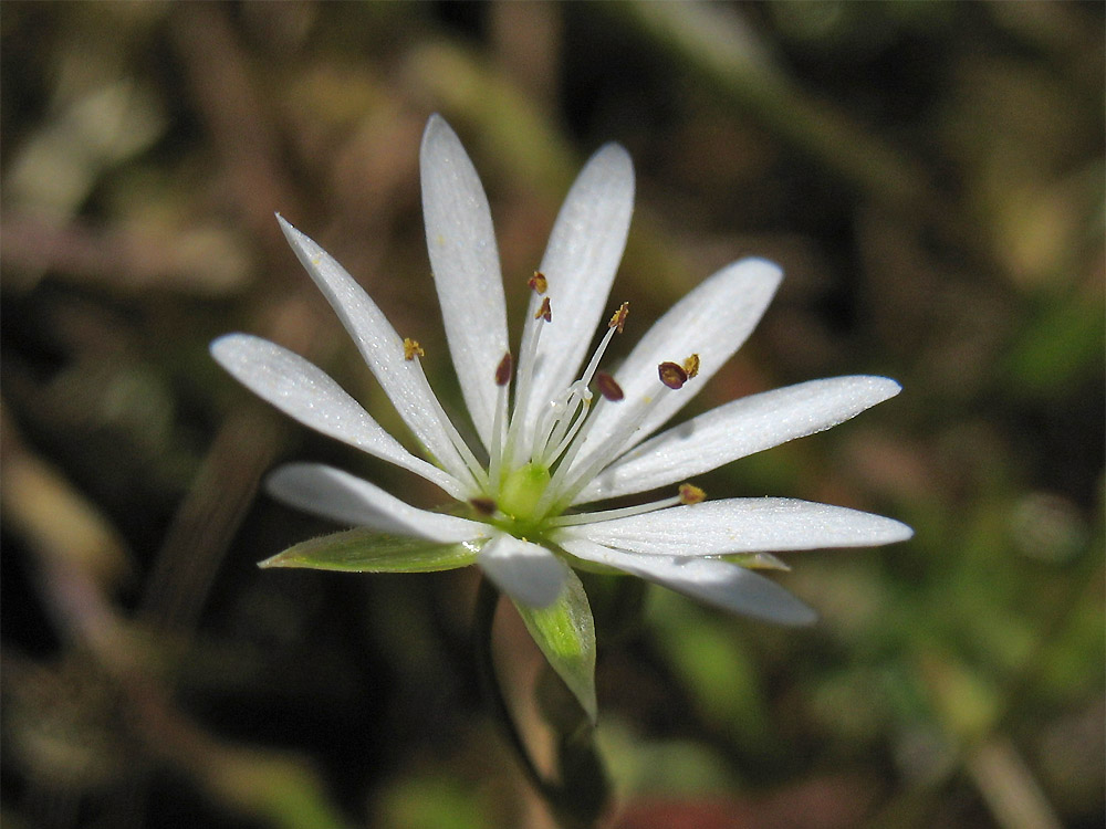 Image of Stellaria graminea specimen.