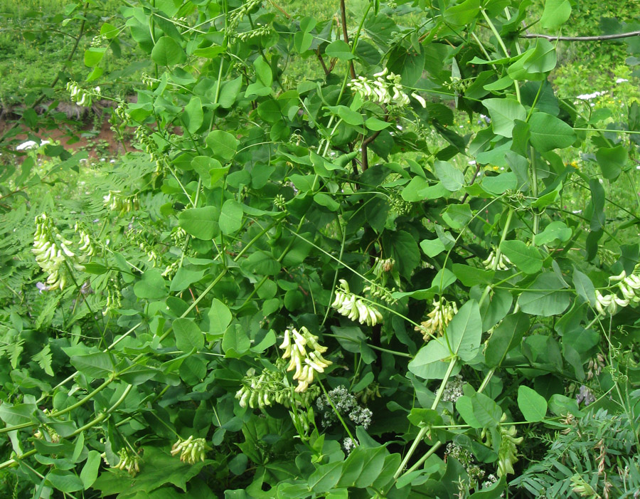 Изображение особи Vicia pisiformis.