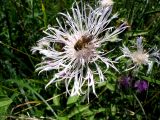 Centaurea carpatica