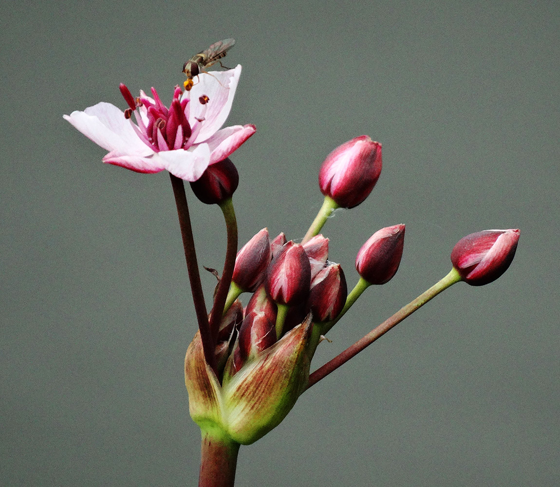 Изображение особи Butomus umbellatus.