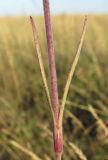 Dianthus pseudarmeria. Часть побега. Крым, Тарханкутский п-ов, верховья балки Большой Кастель, степь. 12 июля 2014 г.