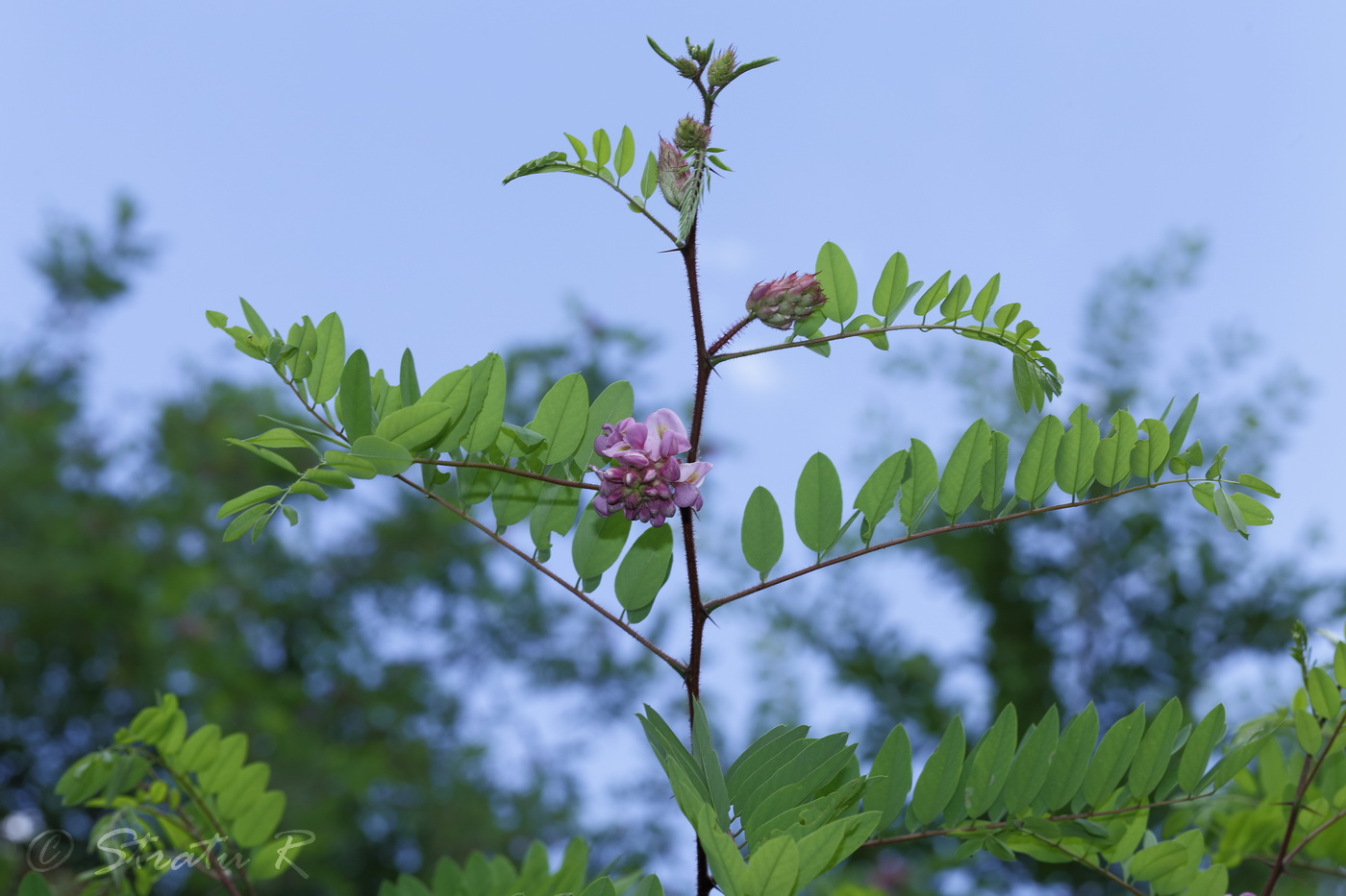 Image of Robinia viscosa specimen.