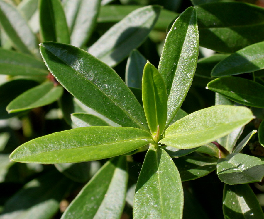 Image of genus Daphne specimen.