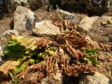 Mandragora officinarum. Плодоносящее растение. Израиль, Верхняя Галилея, гора Мерон, 10.05.2014.