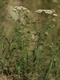 Achillea nobilis. Цветущие растения в зарастающем карьере. Белгородская обл., пос. Борисовка. 01.07.2009.